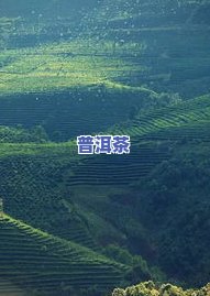 云南八大茶山是哪八山？详解云南名茶产区及其分布图