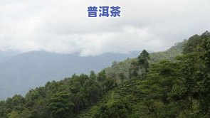 357克布朗山熟饼普洱茶-布朗山普洱熟茶饼价格