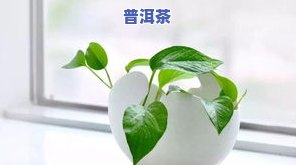 什么绿植喜欢茶叶水浇灌？图片、视频一应俱全！