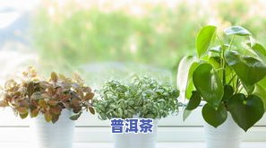 什么绿植喜欢茶叶水浇灌？图片、视频一应俱全！