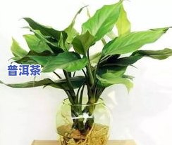 什么绿植喜欢茶叶水养？探索适合茶水养护的植物种类