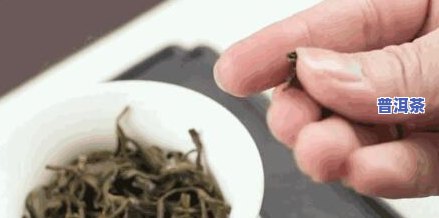 普洱茶：粗叶与细叶的区别及优劣比较