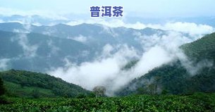 普洱的四大茶山-普洱的四大茶山是哪四个