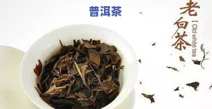 苔地料与普洱茶的区别-什么是苔地茶