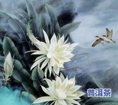 28年昙花终绽放，价值连城，曾高达两米，现集多年养护成果，见证生命的奇迹