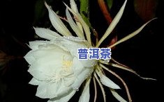 昙花的采用方法及功效：更佳吃法、作用与图片展示，用采用指南