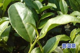 分辨普洱茶春茶-分辨普洱茶春茶的方法