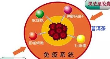 茶叶有效成分提取与分离技术：应用软水提高提取效率