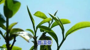 老树普洱茶价格全揭秘：冰岛老树普洱茶多少钱一斤？熟茶又怎样？