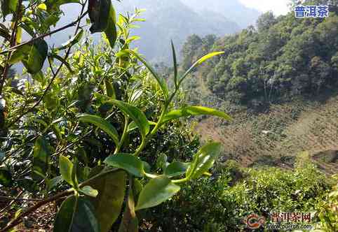 海南老树普洱茶价格及图片-海南老树普洱茶价格及图片大全