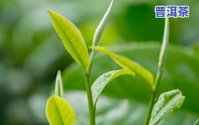 明前茶叶与雨前茶叶有何不同？详解它们的区别及优劣