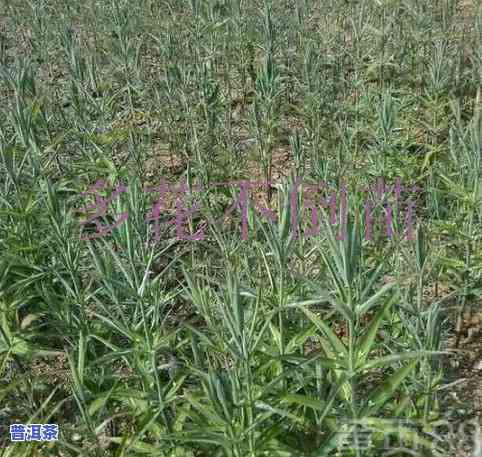 四川种植普洱茶吗？哪些地区适合种植？