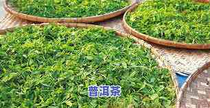 几斤毛茶做一斤普洱干茶？普洱鲜叶与毛茶比例是多少？一公斤毛茶能做几个饼？