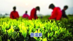 清明前后的茶叶好吗-清明前后的茶叶好吗能喝吗