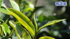 老班章茶王茶后：树龄、传说与价格全解析