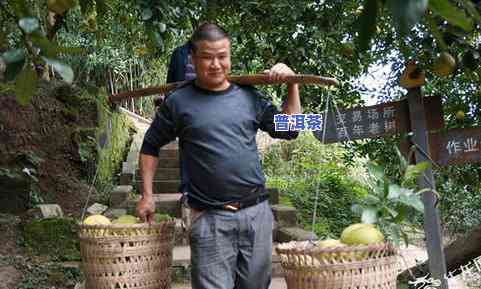 普洱茶更佳采摘时间是什么时候？了解普洱茶几月份采茶更好