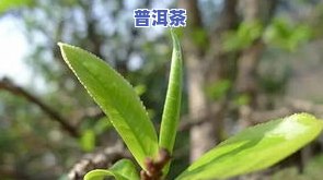 冰岛古树普洱茶价格表图-冰岛古树普洱茶价格表图片