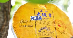 初心普洱茶的价格、产地及特点，生茶与茶礼盒价格全解析