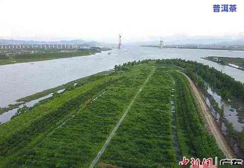 云南宜良茶叶：种植基地、茶厂介绍及产品质量评价