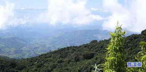 普洱茶高处-普洱茶高山