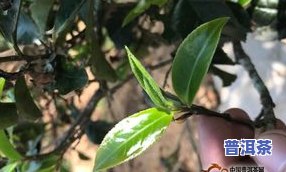 普洱茶泡芙蓉花：口感如何？有何好处？看图视频揭晓！