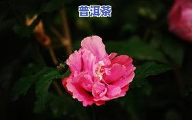 普洱茶泡芙蓉花好不好喝-普洱茶泡芙蓉花好不好喝呀