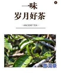 青岛古树普洱茶零售商电话号码查询