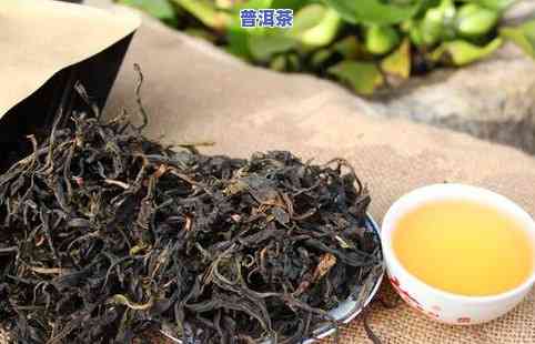 冰岛母树普洱茶什么意思-冰岛母树普洱茶生茶怎么样