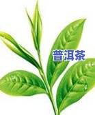 女人适合喝生普还是熟普洱茶好，女性适合饮用生普洱还是熟普洱茶？一份全面的比较与建议