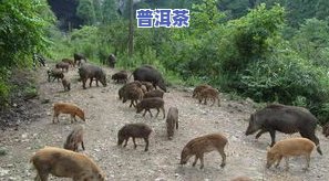 野猪林普洱茶区：探索野猪沟、野猪塘普洱茶产地及其特别的古树茶