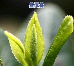 茶叶返青的烘焙技术-茶叶返青的烘焙技术有哪些