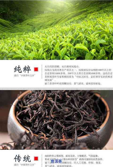 蜜兰香茶叶加工技术-蜜兰香茶叶加工技术视频