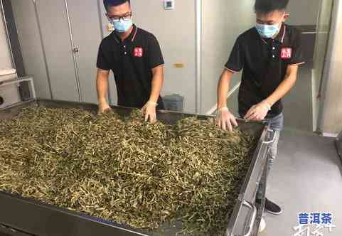 茶叶深加工技术-茶叶深加工技术有哪些