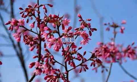 云海日出普洱茶-普洱山观日出云海