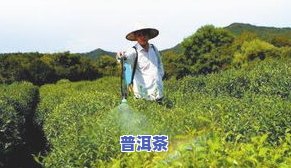 茶叶的农残留检测-茶叶的农残留检测方法