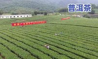 余庆茶叶：种植面积、公司介绍及市场位置全览