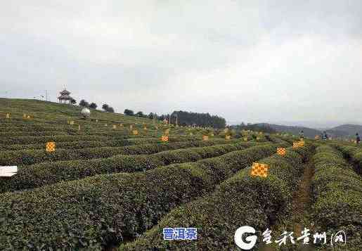 余庆茶叶：种植面积、公司介绍及市场位置全览