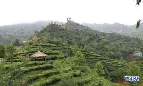 云南五大茶山是哪五座？详解云南五大茶山及其代表性茶叶