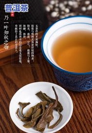 热门普洱茶-最火的普洱茶