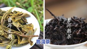 全面解析：普洱茶生饼与熟饼的区别及优劣比较