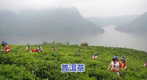 怀化碣滩茶哪里买？湖南省沅陵碣滩茶业提供正宗碣滩茶，价格公道，欢迎咨询！