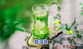 茶叶里有一种叫言茶-茶叶里有一种叫言茶的植物