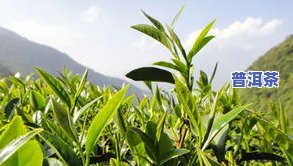 茶叶里有一种叫言茶-茶叶里有一种叫言茶的植物