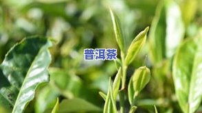 茶叶里有一种叫言茶-茶叶里有一种叫言茶的植物