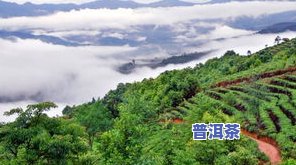 南宫普洱茶-南宫山茶叶价格