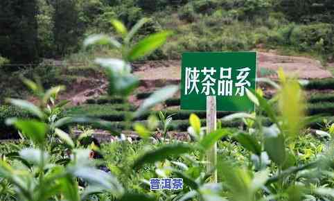 陕西茶叶有哪些-陕西茶叶有哪些好