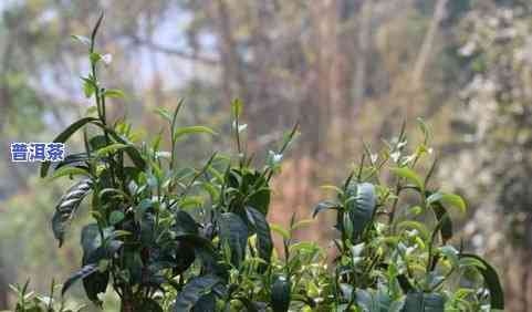 普洱茶茶苗种植视频：价格、种植方法全解析