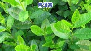 普洱茶茶苗种植视频：价格、种植方法全解析