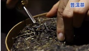 普洱茶矮化-普洱茶矮化是什么意思