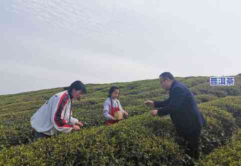 普洱茶采摘点视频讲解图片大全：深入了解普洱茶采摘过程与技巧